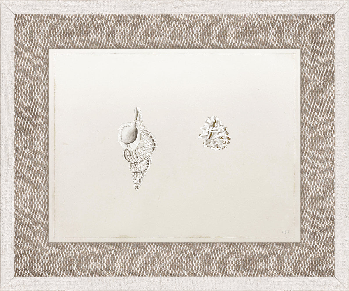 Anna’s Shells, Circa 1822 – VI wall art featuring two detailed shell illustrations on a light background.