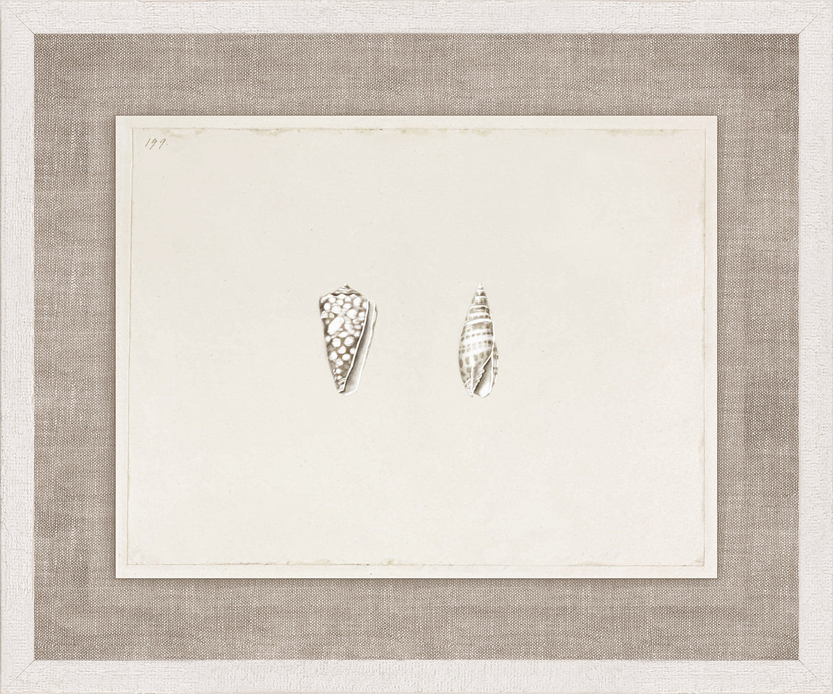 Anna’s Shells, Circa 1822 – VII wall art featuring two detailed shell illustrations on a textured background.