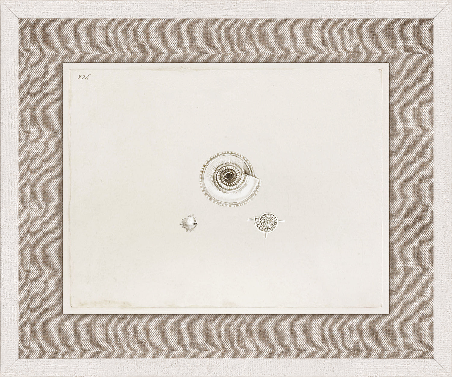 Anna’s Shells, Circa 1822 – VIII wall art featuring three detailed shell illustrations on a cream background.