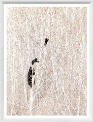 16 × 21 in – Marco Blanco