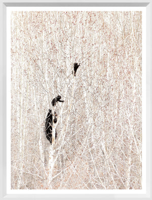 Bears in a Birch Forest — nature and landscape fine art print shown from another angle