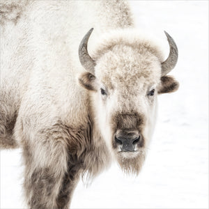 Sacred White Bison — nature and landscape fine art print in neutral tones at Laurie Yapp Home