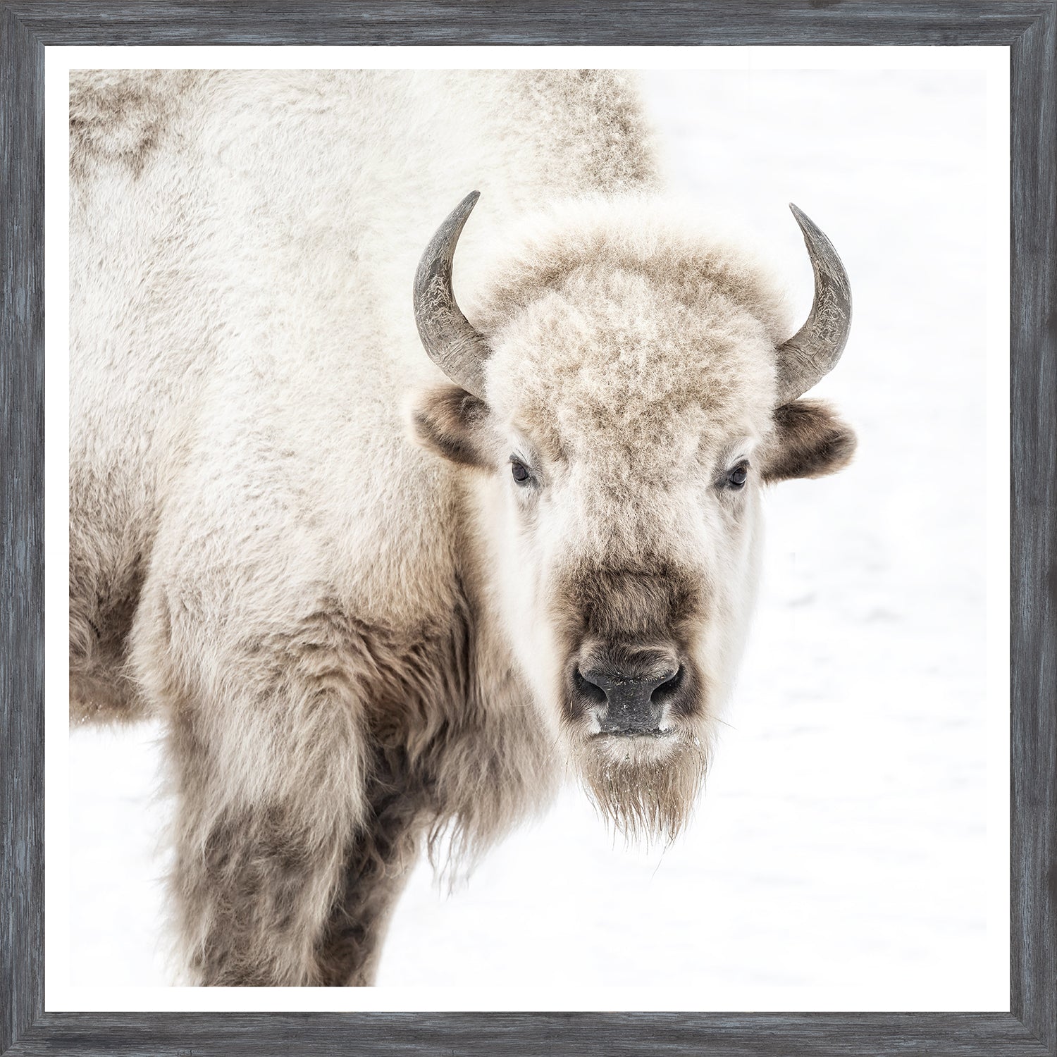 Sacred White Bison — nature and landscape fine art print shown from another angle