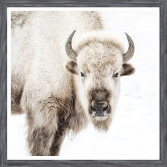 22 × 22 in – Glass Framed, Grey Frame