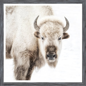 Sacred White Bison — nature and landscape fine art print shown from another angle