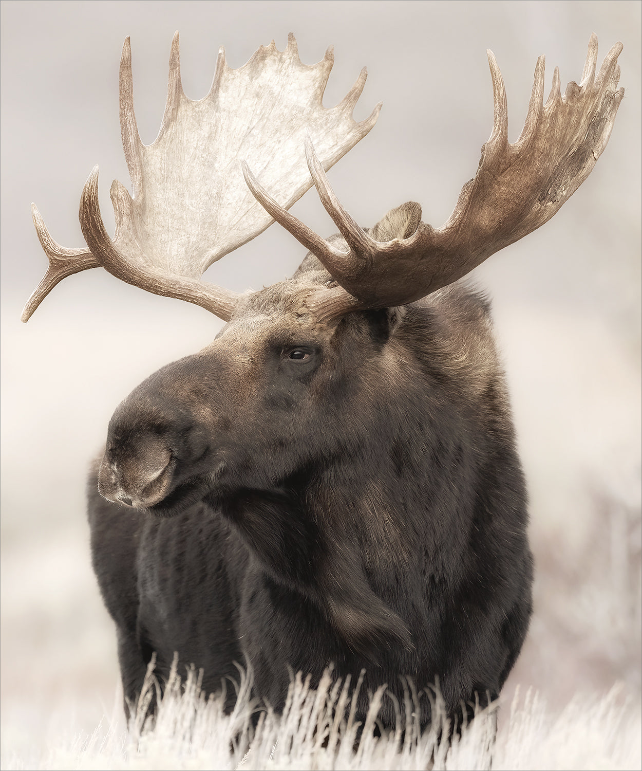 Grand Teton Moose — nature and landscape fine art print in neutral tones at Laurie Yapp Home