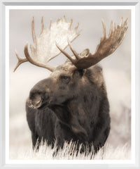 17.5 × 21 in – Glass Framed, White Frame