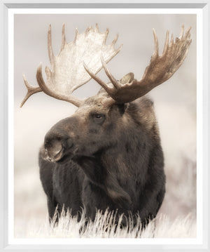 Grand Teton Moose — nature and landscape fine art print shown from another angle