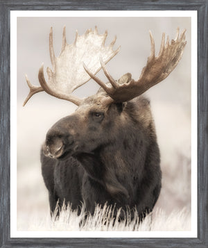 Grand Teton Moose — nature and landscape fine art print shown from another angle