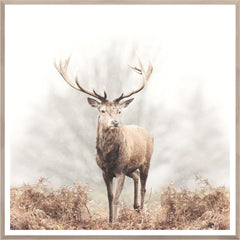 41.5 × 41.5 in – Natural Frame