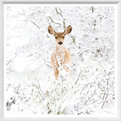 21 × 21 in – White Frame