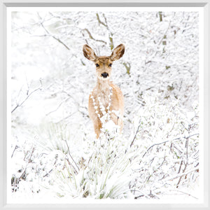 Colorado Mule Deer — nature and landscape fine art print in neutral tones at Laurie Yapp Home