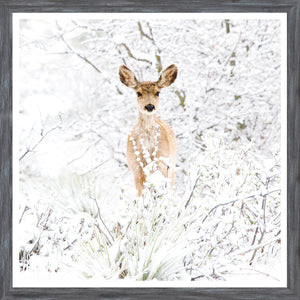 Colorado Mule Deer — nature and landscape fine art print shown from another angle