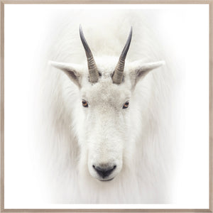 Mountain Goat — nature and landscape fine art print in neutral tones at Laurie Yapp Home