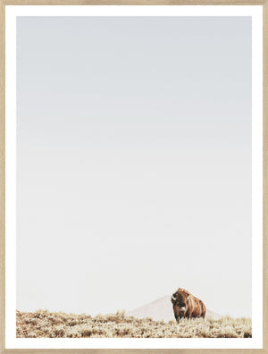 Sage Ridge Buffalo wall art featuring a lone buffalo in a serene landscape with a light sky.
