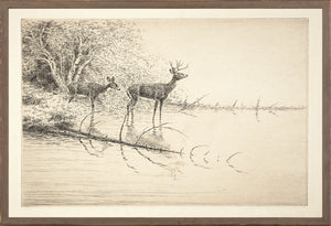 Northern Collection White Tails In The Morning C 1889 framed art print