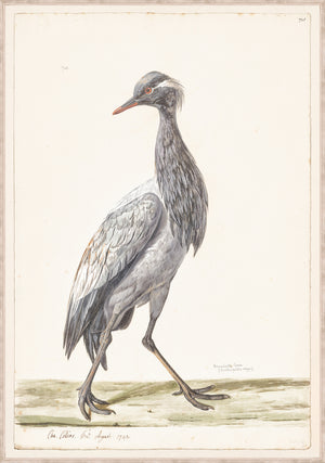 T White Demoiselle Crane C 1720 framed art print
