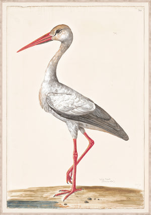 T White White Stork C 1720 framed art print