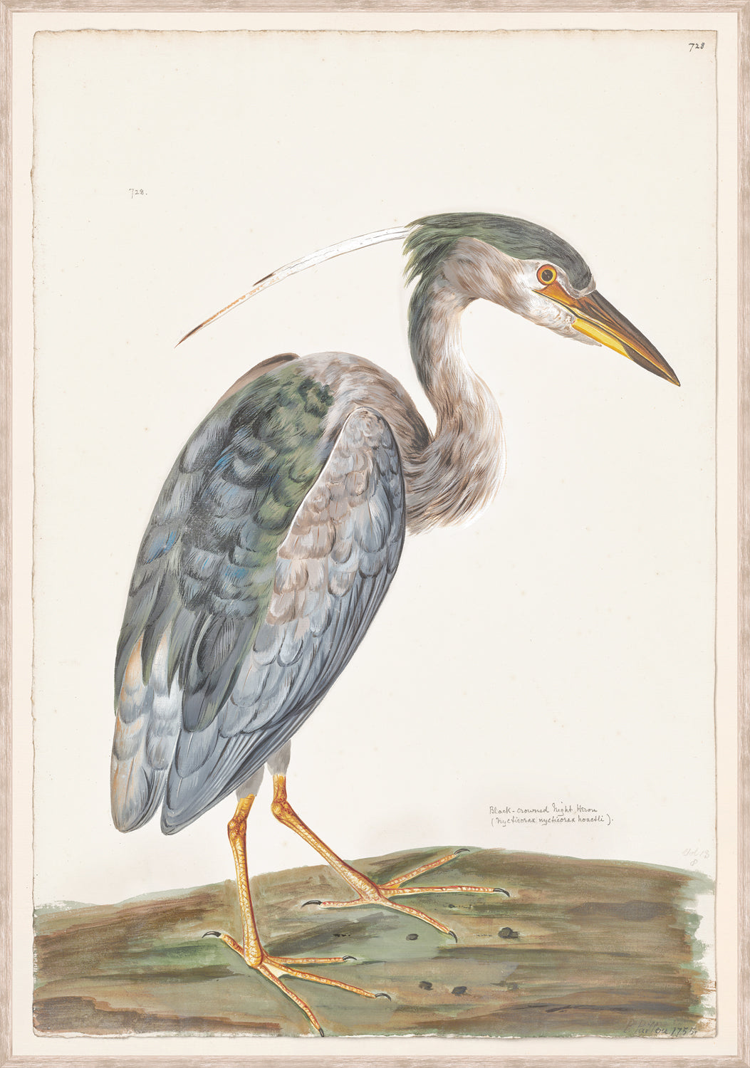T White Black Crowned Night Heron C 1720 framed art print
