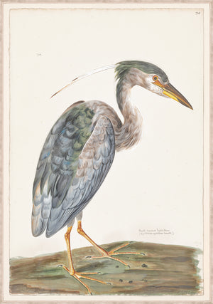 T White Black Crowned Night Heron C 1720 framed art print