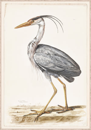 T White Common Heron C 1720 framed art print