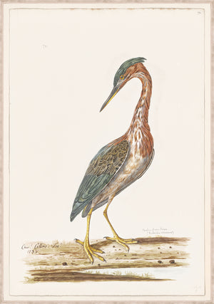 T White Eastern Green Heron C 1720 framed art print