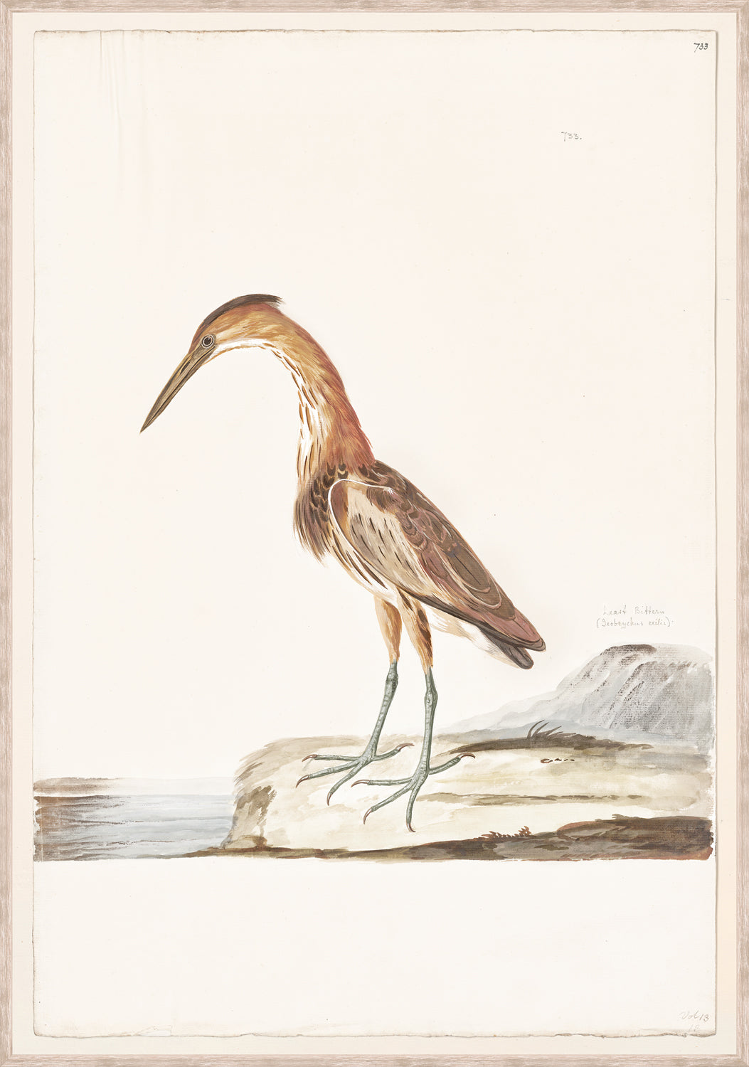 T White Least Bittern C 1720 framed art print