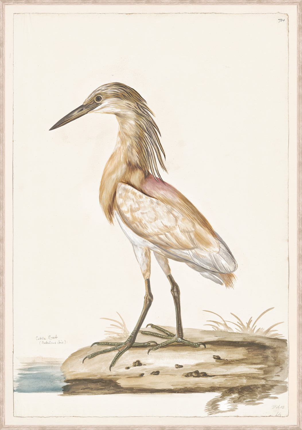 T White Cattle Egret C 1720 framed art print