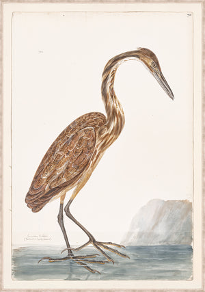 T White American Bittern C 1720 framed art print