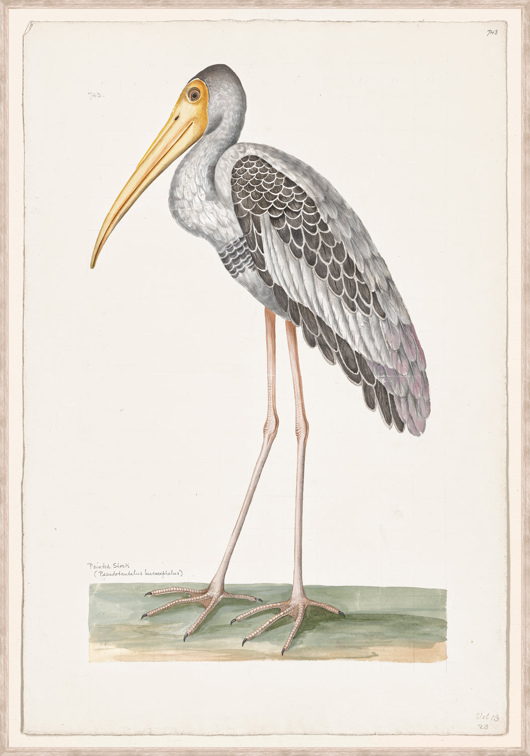 T White Painted Stork C 1720 framed art print