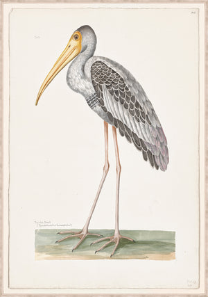 T White Painted Stork C 1720 framed art print