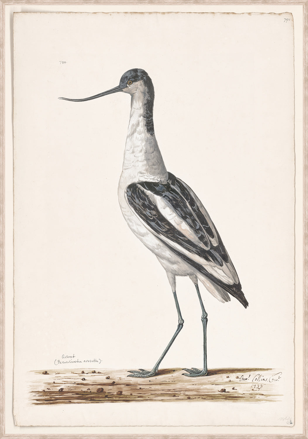 T White Pied Avocet C 1720 framed art print