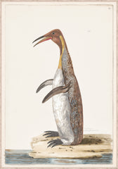 33 × 47 in