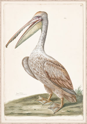 T White Brown Pelican C 1720 framed art print
