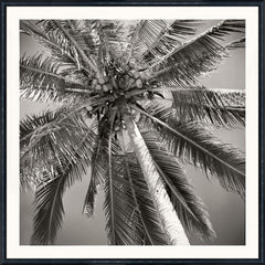 Large Photograph (Frame Size 18.75 × 18.75 in)
