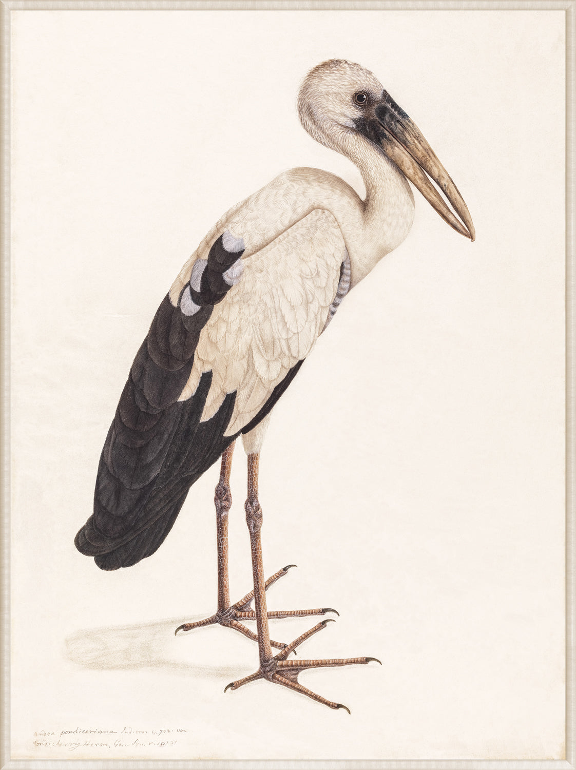 Asian Openbill Stork wall art, featuring detailed illustration in white and black colors.