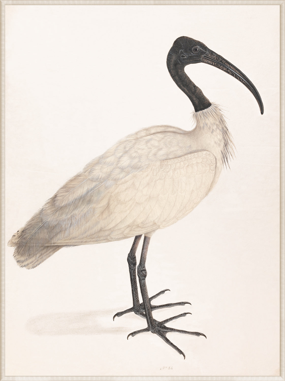 Black-Headed Ibis wall art featuring a detailed illustration of the bird with a black head and white body.