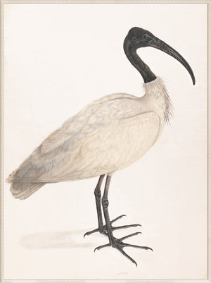 Black-Headed Ibis wall art featuring a detailed illustration of the bird with a black head and white body.