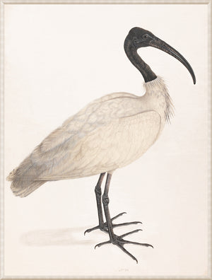 Black Headed Ibis C 1800 framed art print