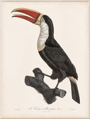 Toucan C 1800 framed art print