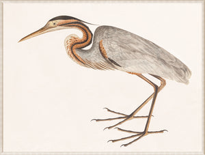 Purple Heron, C. 1800 — nature and landscape fine art print in neutral tones at Laurie Yapp Home