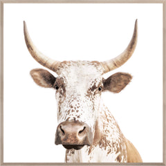 39.5 × 39.5 in – Marco natural