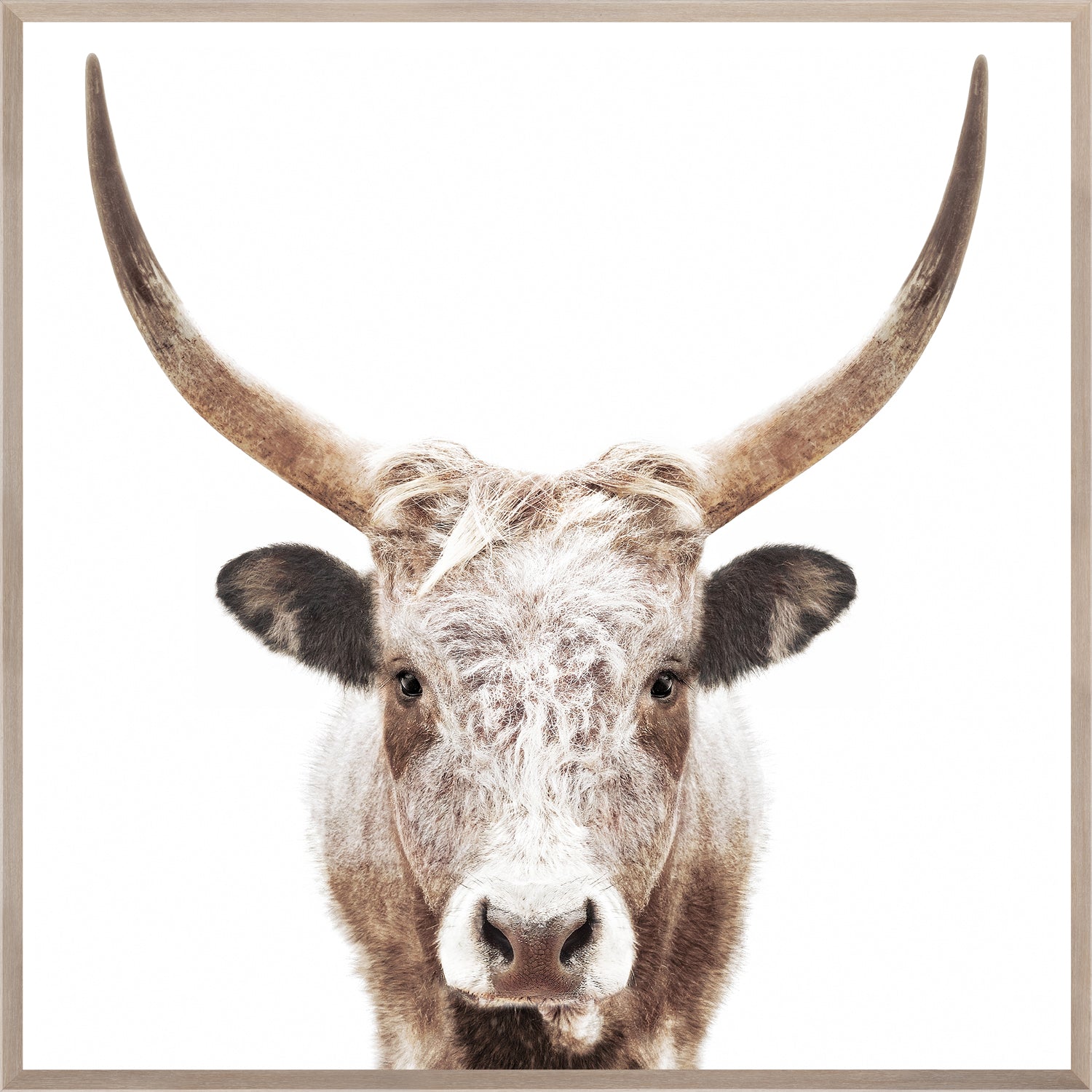 Watusi wall art featuring a close-up of a longhorn cow with light brown fur and prominent horns.