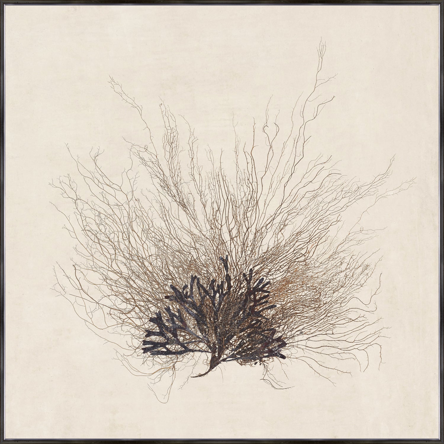 Sea Fan wall art