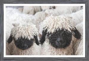 Valais Blacknose Sheep — nature and landscape fine art print shown from another angle