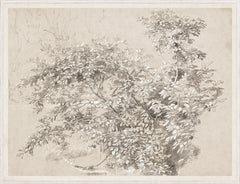 39.25 × 51.25 in