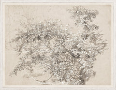 24.25 × 31.25 in