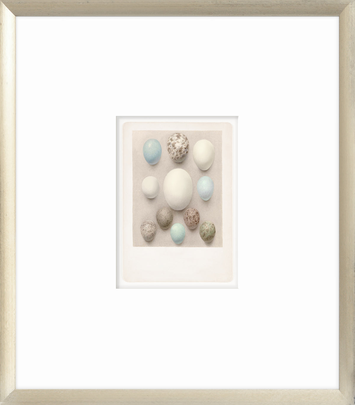 British Bird Eggs II C. 1924 wall art featuring various colored eggs on a soft background.