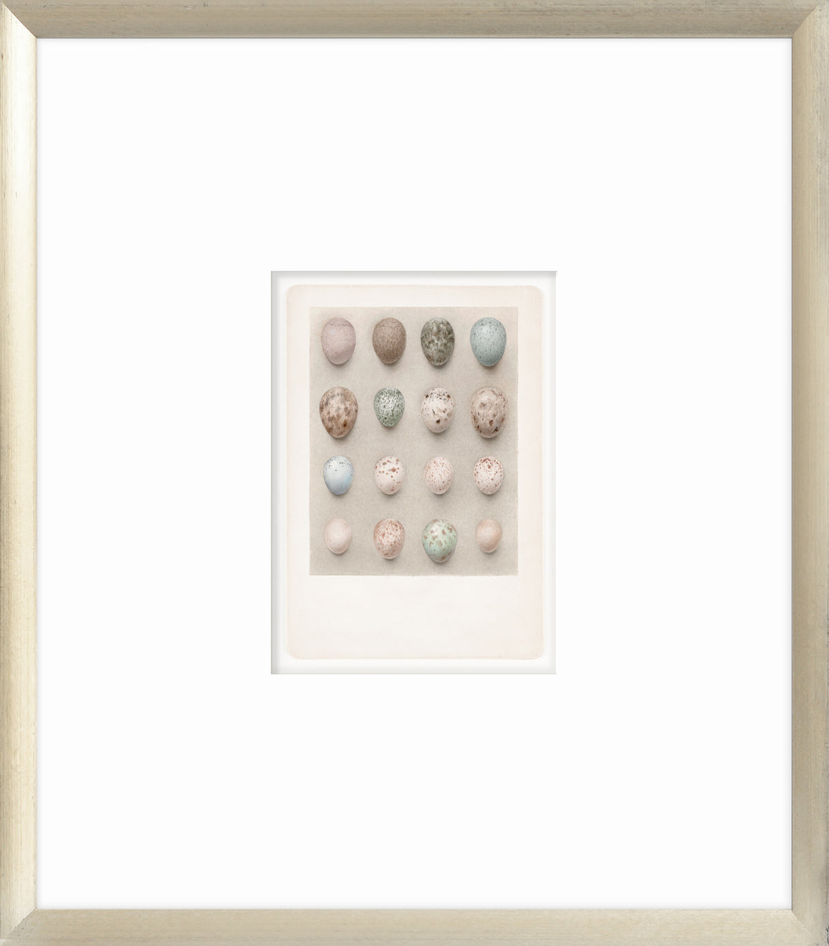 British Bird Eggs VI C. 1924 wall art featuring a grid of colorful bird eggs in various patterns and shades.