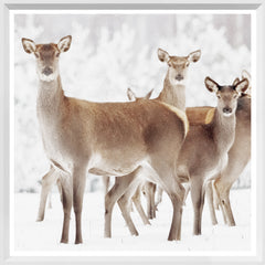 19 × 19 in – White Frame